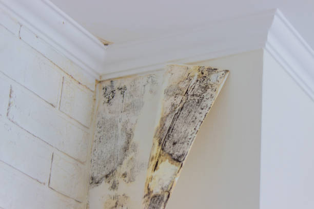 Why You Should Choose Our Mold Remediation Services in Paisley, FL